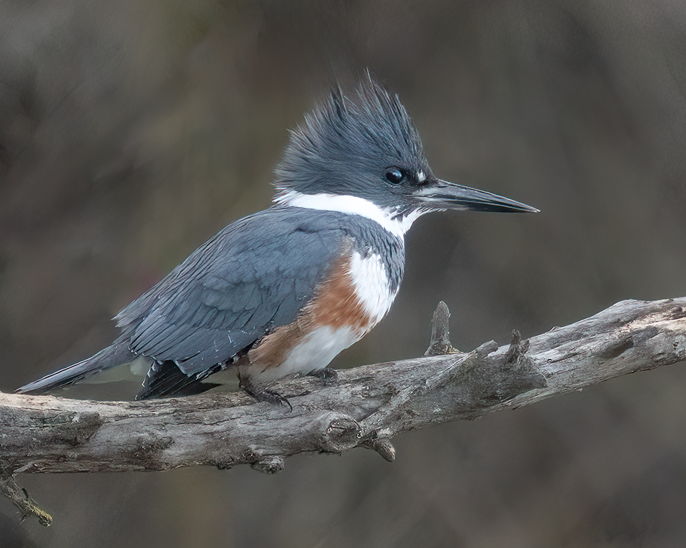 Belted Kingfisher Gray Lodge Web_DGW8990 copy