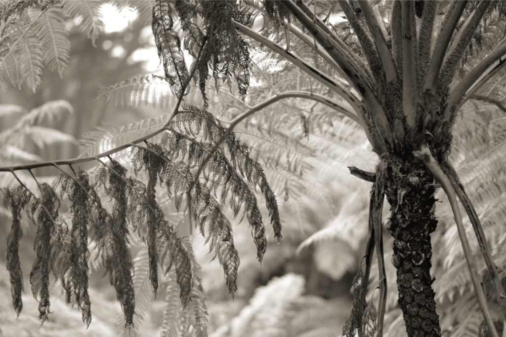 © Judy Molle | Tree Fern