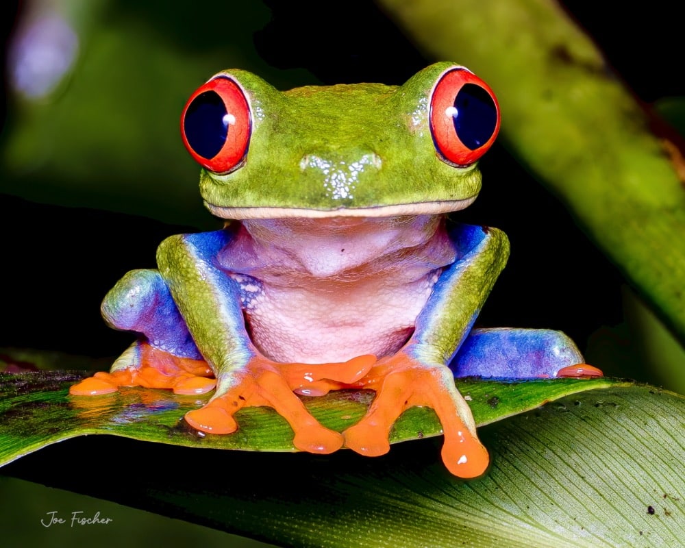 © Joe Fischer | Red Eyed Tree Frog