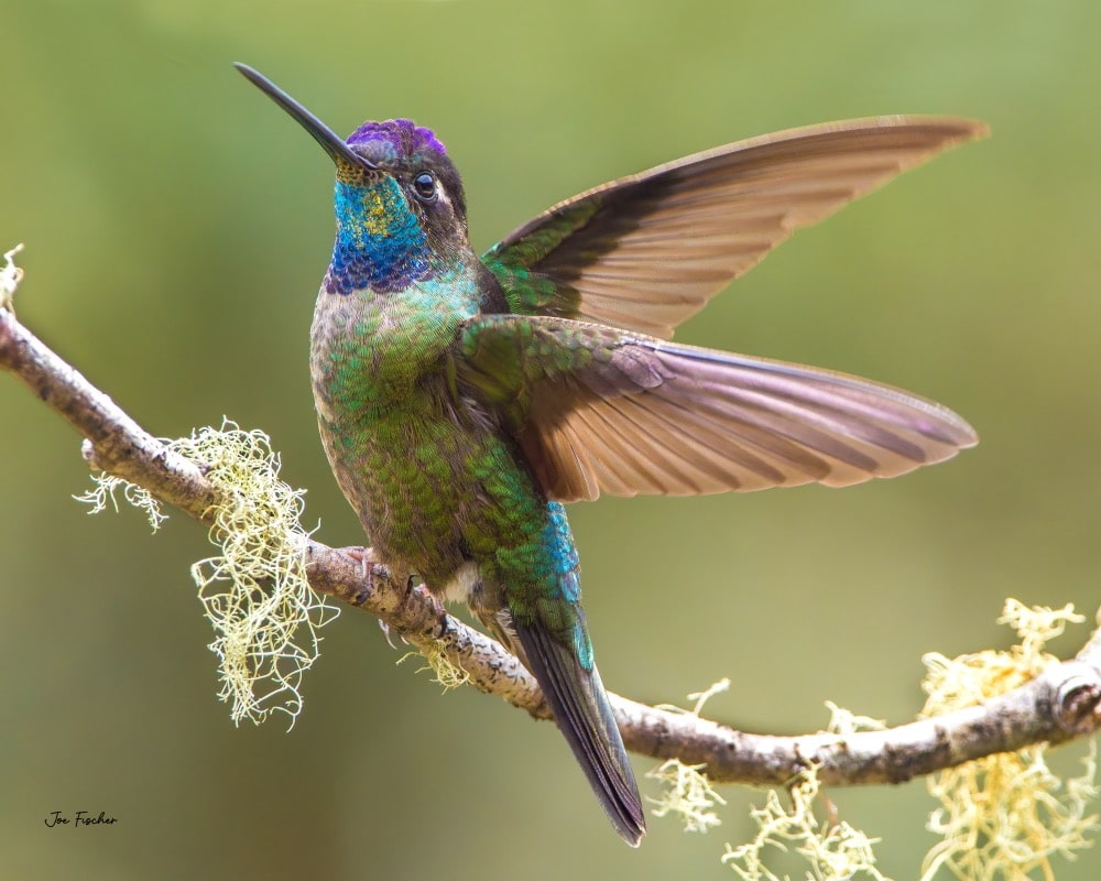 © Joe Fischer | Talamanca Hummingbird