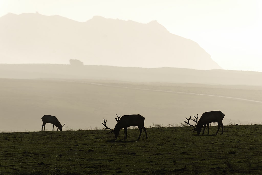 grazing tule elk (72x1024)