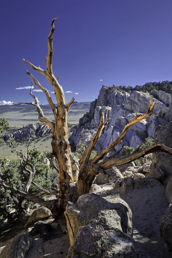 Mountaintop Sentinel