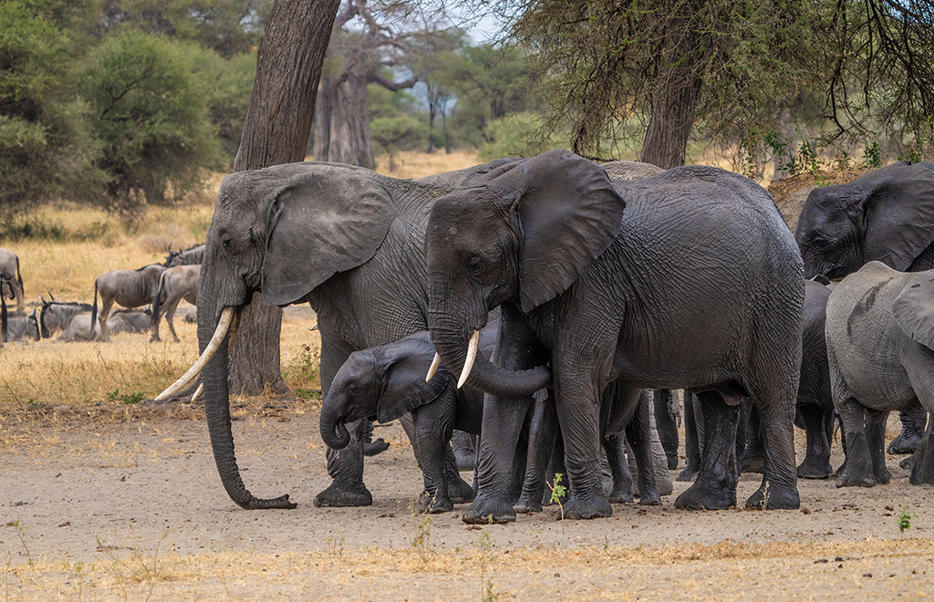 Great Elephant Family in Tarangire_DGW7650 copy