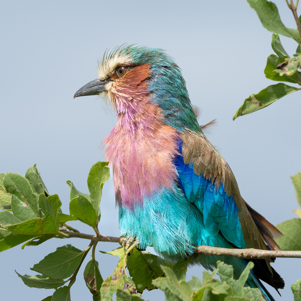 Lilac Breasted Roller Bright Eyes_DGW3930 copy