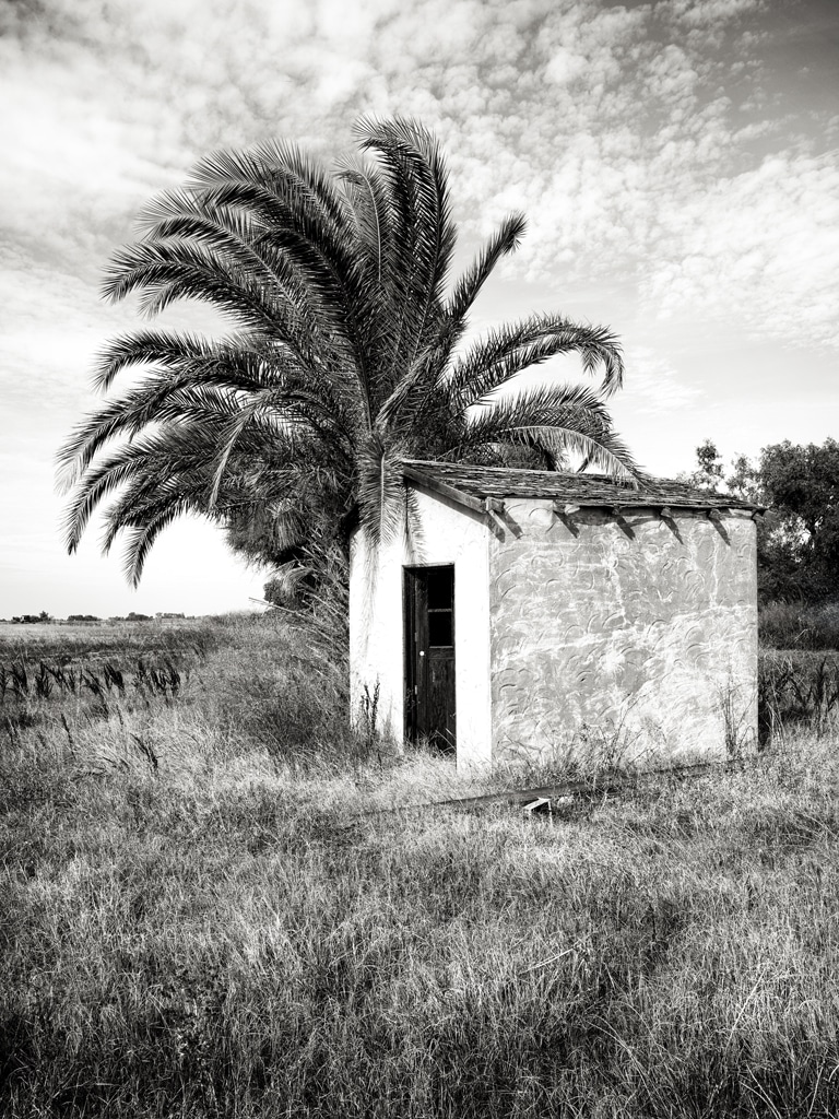 Nieslony_Palms-and-Pump-House_