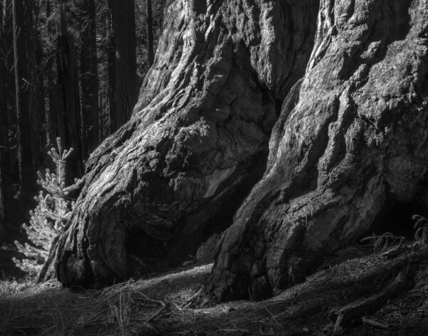 New Growth Beside Old Growth in a Sequoia Grove