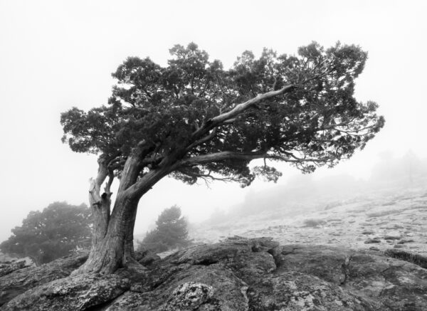 A Windswept Juniper on Donner Peak