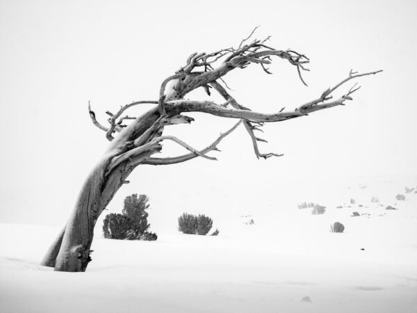 A Windswept Snag Near Winnemucca Lake