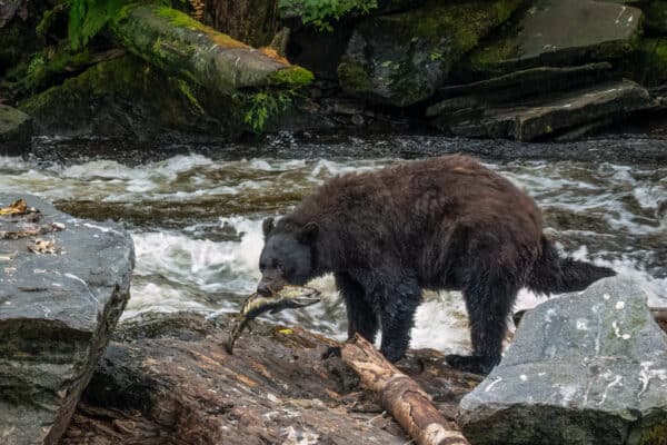 Black Bear with Salmon Catch - Ketchikan