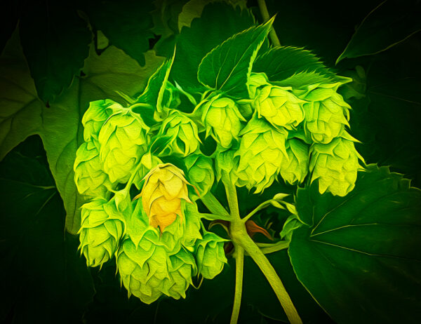 Green Gold – Ripening Hops